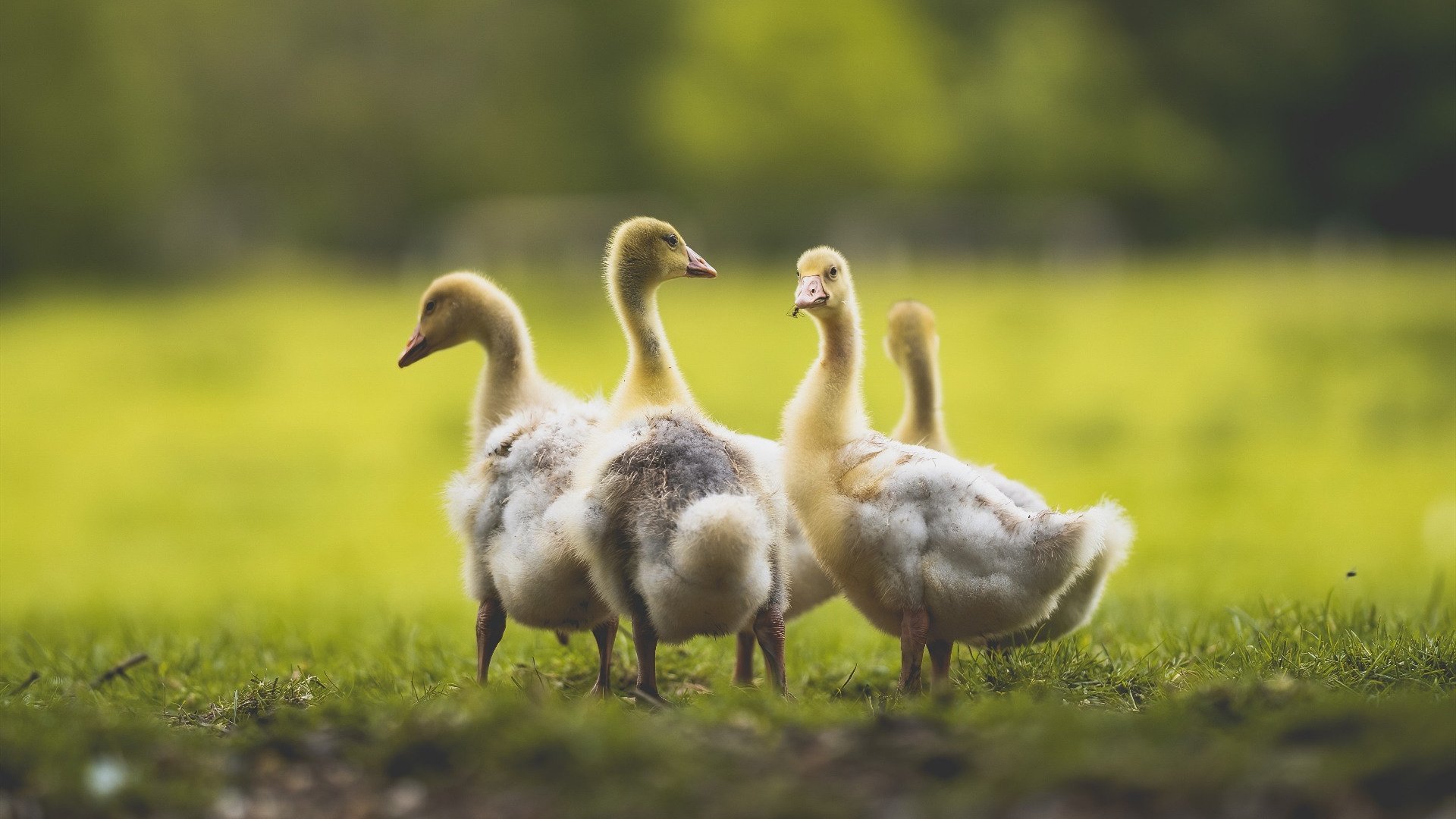 球队如何用数据模型预测下轮对手弱点并做节奏应对